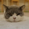 猫18