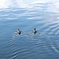 宍道湖で泳ぐカモ