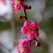 春　梅まつり