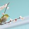 春ですね