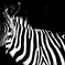 monochrome Zebra