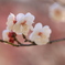 春告げ花