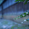 雨の金澤