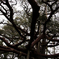 兼六園