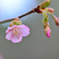 桜が咲いていた-Ⅰ