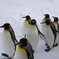 キングペンギンの散歩