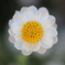 日陰の花と戯れる。