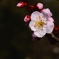 花の便り・４