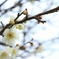 小春日和・・・