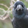 世間では嫌われ者のカラスだけど可愛い顔しています