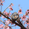 桜withトルネードピヨー
