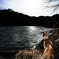 Dogs on the Lake