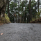 散歩道