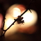 Plum　blossom