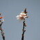 桜が咲いていました