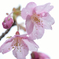 雨中の花