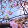 母校の近くの桜
