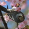 満開の河津桜とヒヨドリ