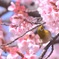 春は目の前