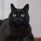 黒猫