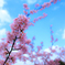 河津桜