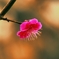 一輪花の恋