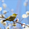 メジロと梅の花　2