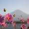 富士山を背に