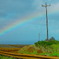 rainbow in a field