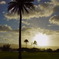 coconut tree dozes off , too