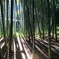 竹と影