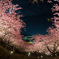 夜の宴