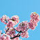 行徳，河津桜 007