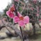 梅の花