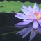 Water lily