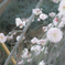 枝垂れ桜②