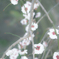 枝垂れ桜③