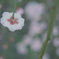 枝垂れ桜④