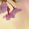 ‘Kawazu-zakura’