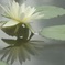 Water lily