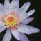 Water lily