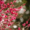 紅梅