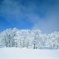 雪に染まる