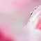 春のしずく