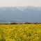 DSC00959