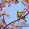桜が咲けば、メジロもニッコリ(^^♪