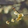 花見山の蝋梅