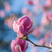 マグノリアの花たち #3