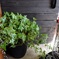 IVY