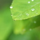 朝の雨跡